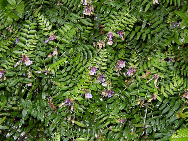Vicia sepium Vesce des haies